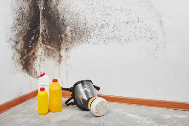 Best Professional Mold Removal  in Craigsville, WV