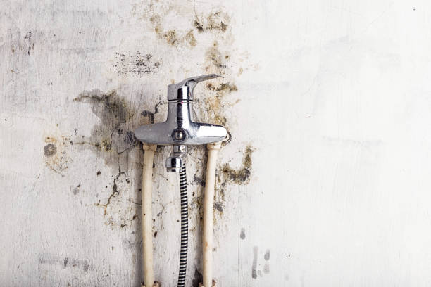 Best Mold Remediation Services  in Craigsville, WV