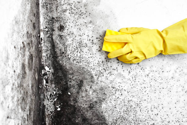 Best Best Mold Removal Companies  in Craigsville, WV