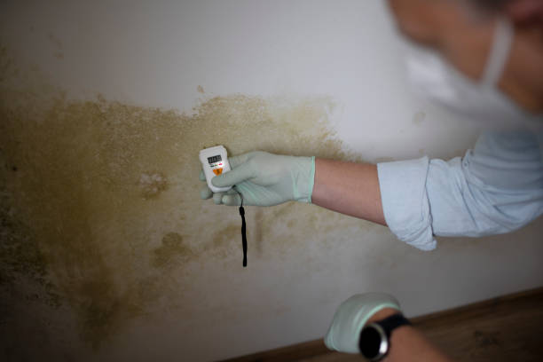 Best Mold Damage Repair  in Craigsville, WV