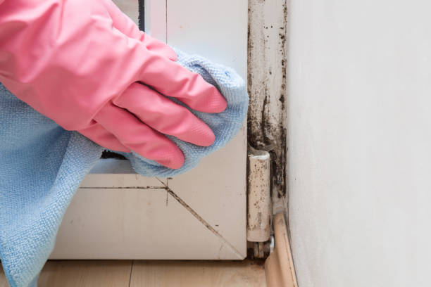 Best Professional Mold Removal  in Craigsville, WV